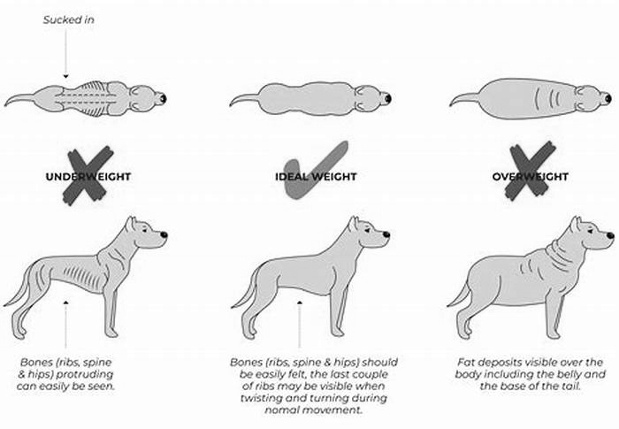 How long does it take for a dog to lose 3kg?