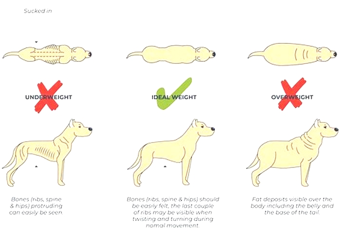 How long does it take for a dog to lose weight