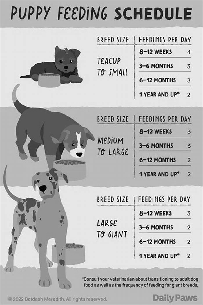 How long should a puppy eat puppy food?