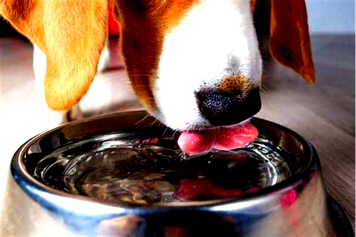 How long should you put water in dog food?