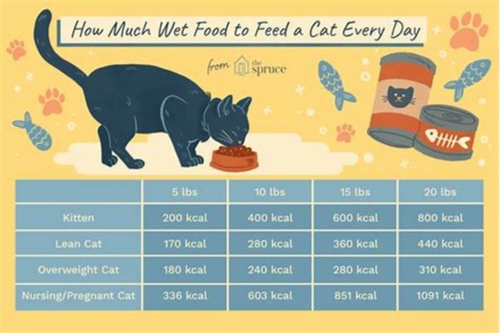 How many cans of wet food should a kitten eat a day