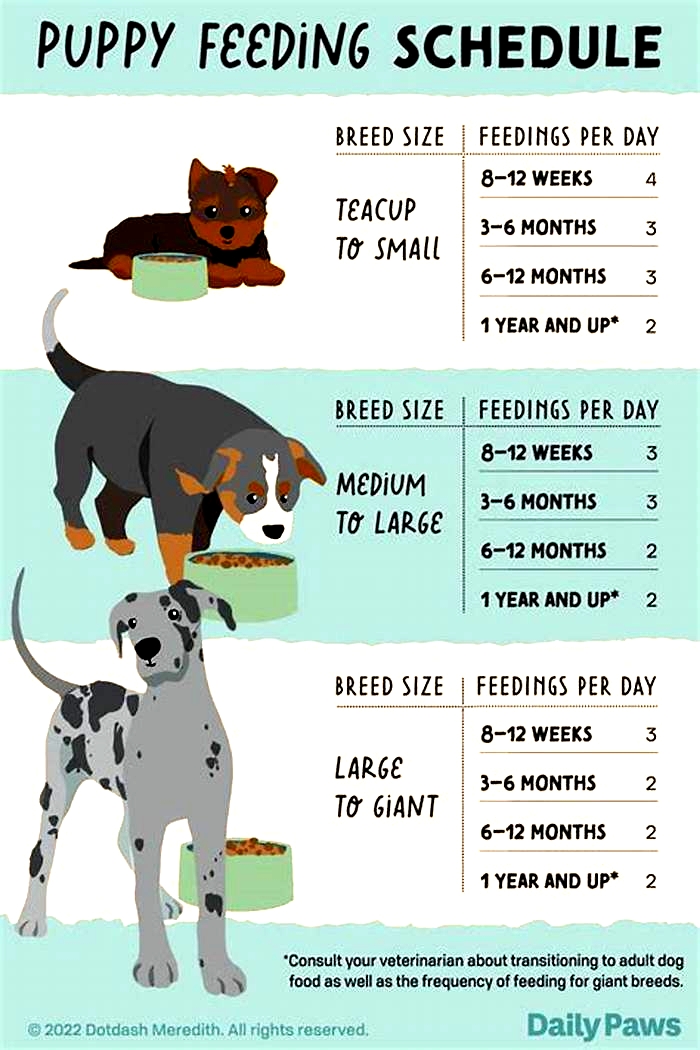 How many times a day should you feed a puppy?