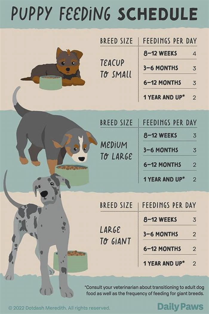 How many times does a pup eat a day?