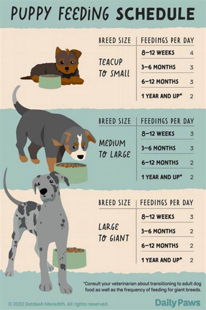 How many times should a 2 month old puppy eat a day?