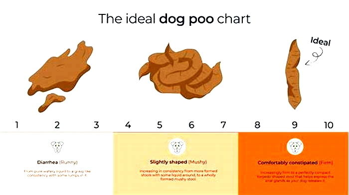 How many times should a puppy poop per day?