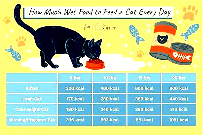 How many wet food should a kitten eat?