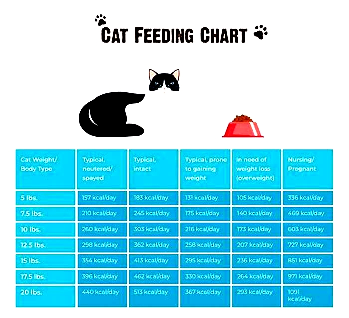 How much Whiskas should I feed my 2 month old kitten?