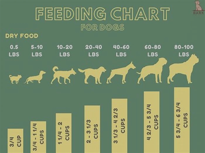 How much does a 5kg dog eat per day?