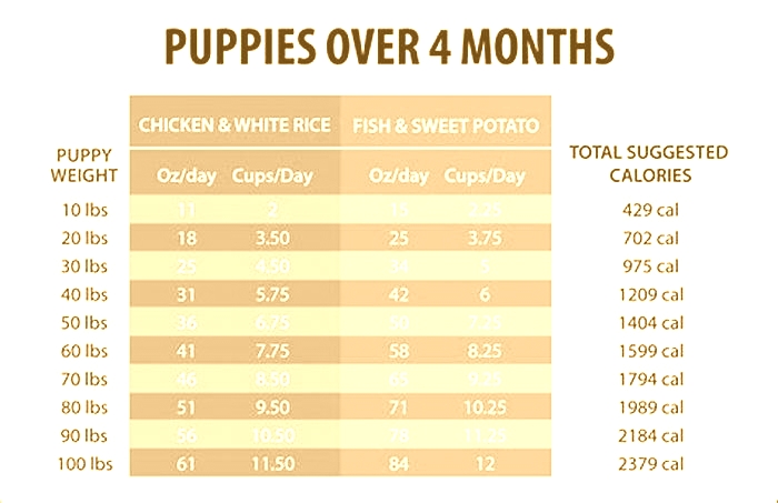 How much food to feed a puppy?