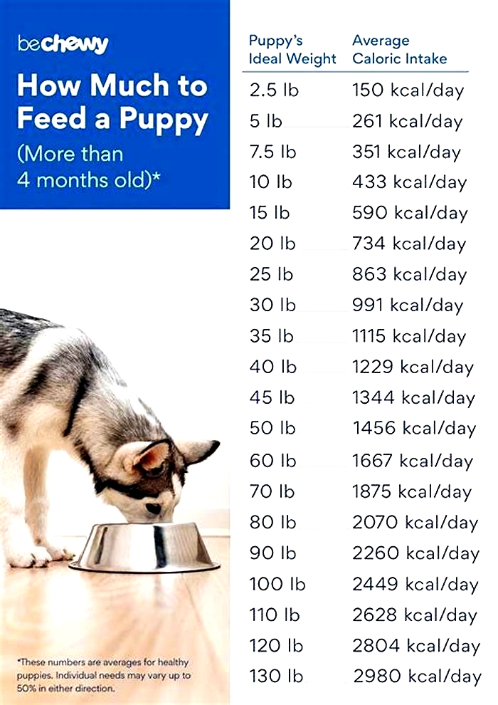 How much should I feed my 7kg puppy