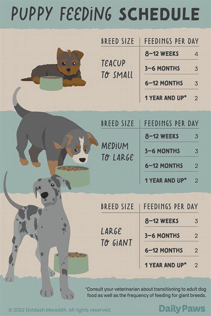 How much should a 7kg puppy eat a day?