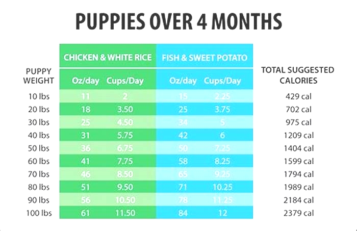 How much should u feed a puppy