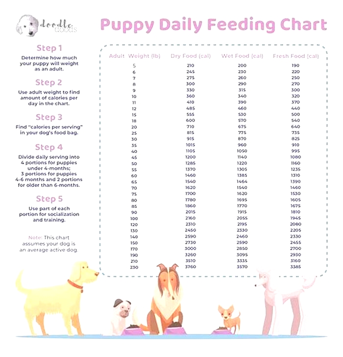 How much to feed a 2kg puppy?