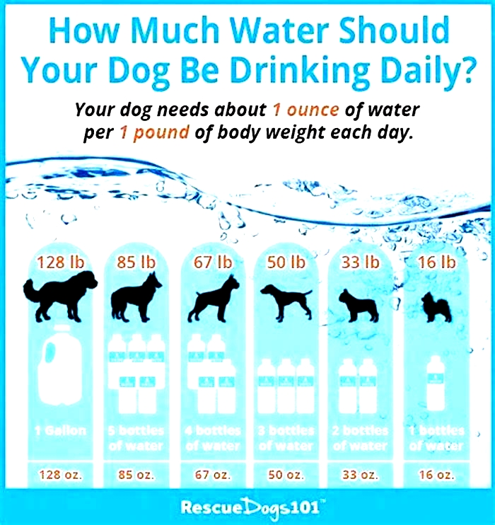 How much water should 7kg puppy drink?