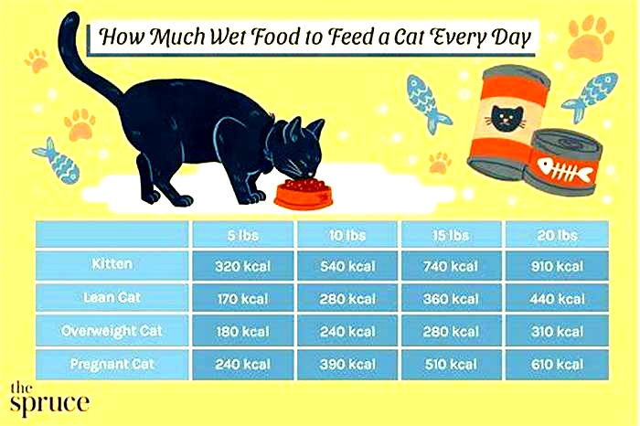 How much wet food should I feed my 4 month old kitten?