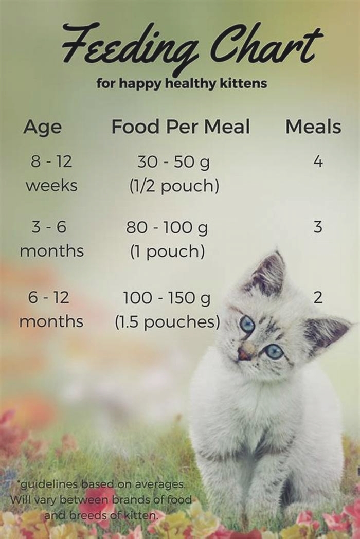 How much wet food should a 3 month old kitten eat?