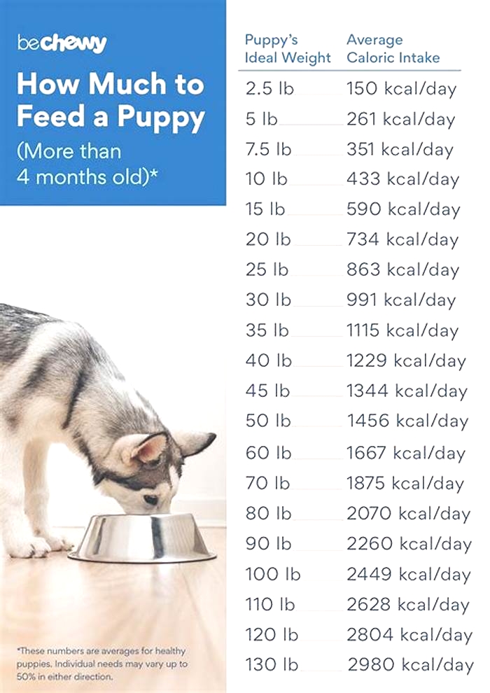 How much wet food should a 5kg dog eat a day