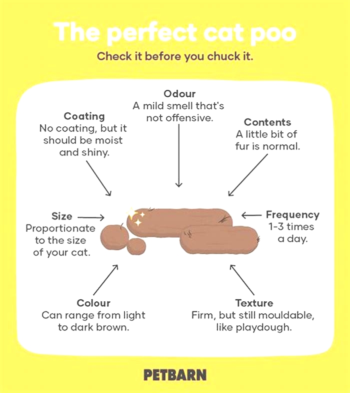 How often do kittens poop