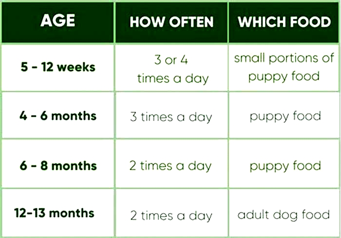 How often should you feed a puppy Arden Grange