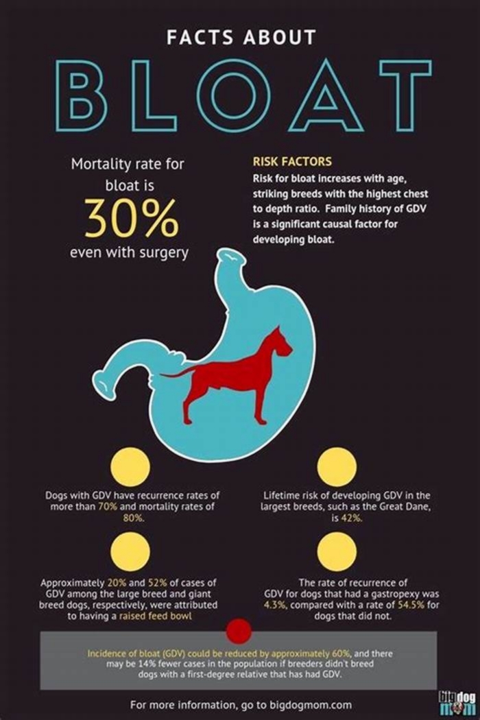 How to reduce bloating in dogs