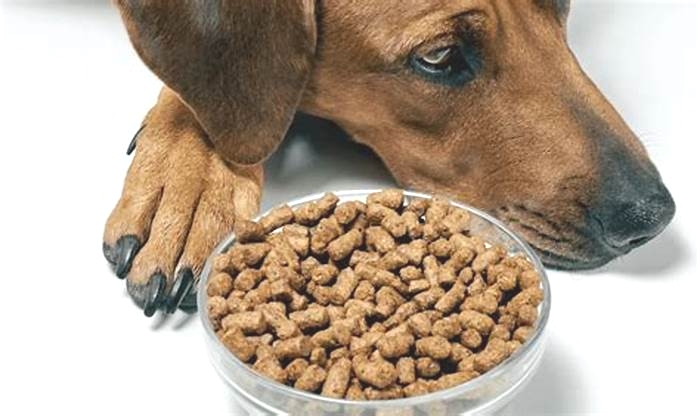 How to tell if dry dog food is bad