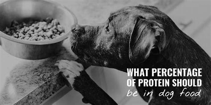 Is 30% protein too much for dogs?