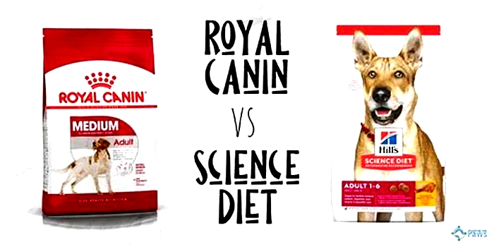 Is Hill's science diet or Royal Canin better?