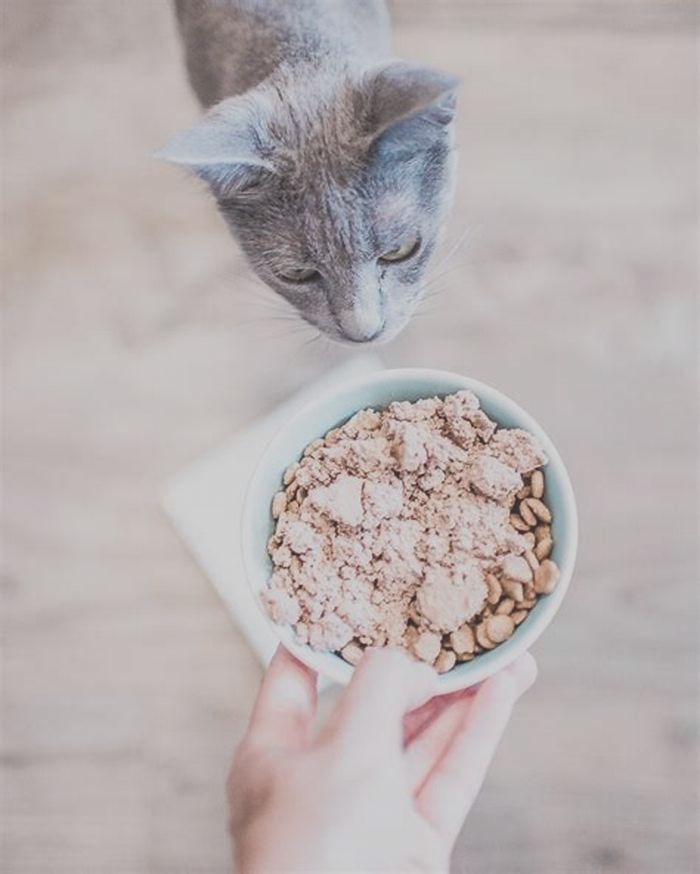 Is dry or wet food better for kittens