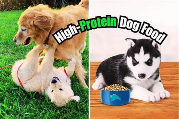 Is high protein OK for puppies?