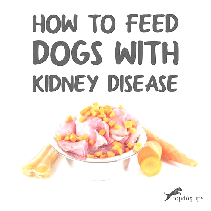 Is high protein bad for kidneys in dogs