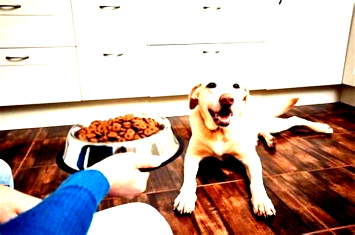 Is it OK for dogs to eat dry food all the time