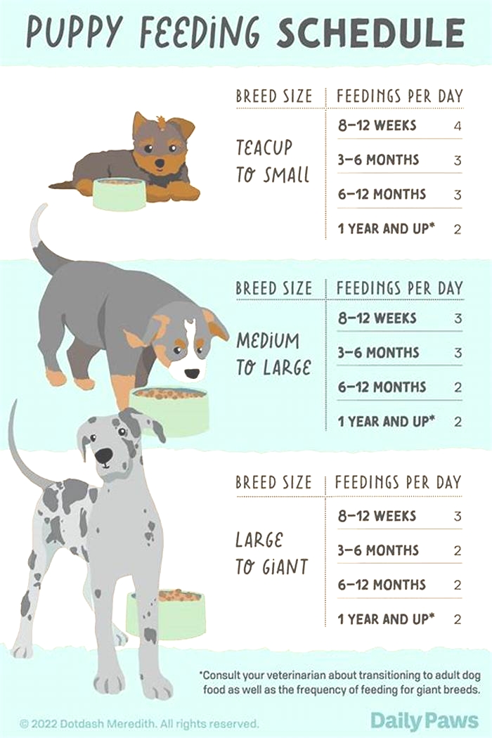 Is it OK to feed a dog 4 times a day?