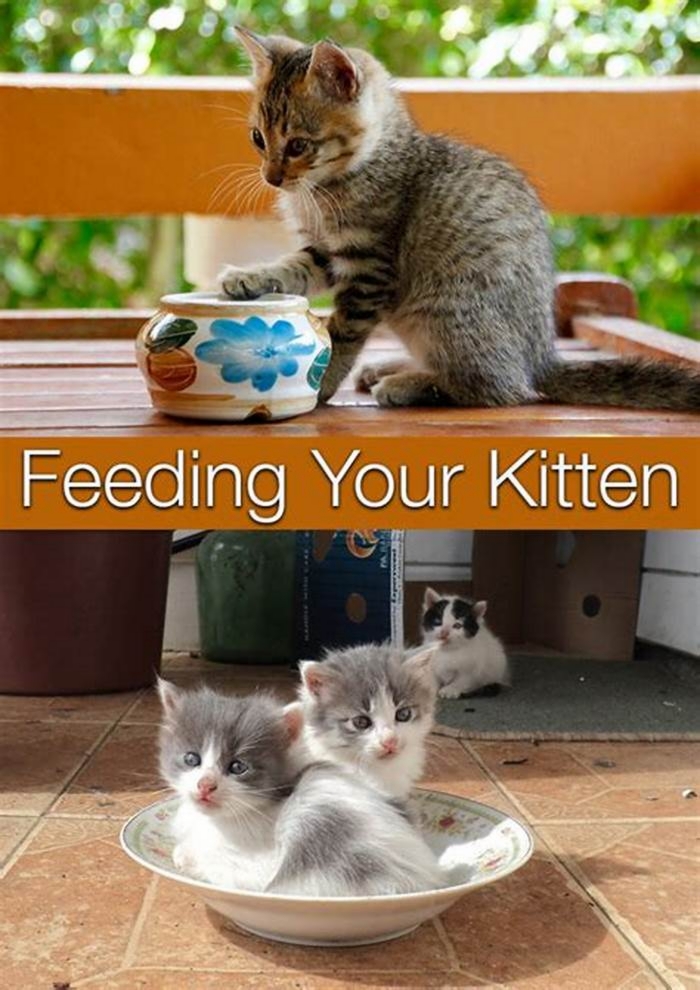 Is it OK to feed kittens once a day?