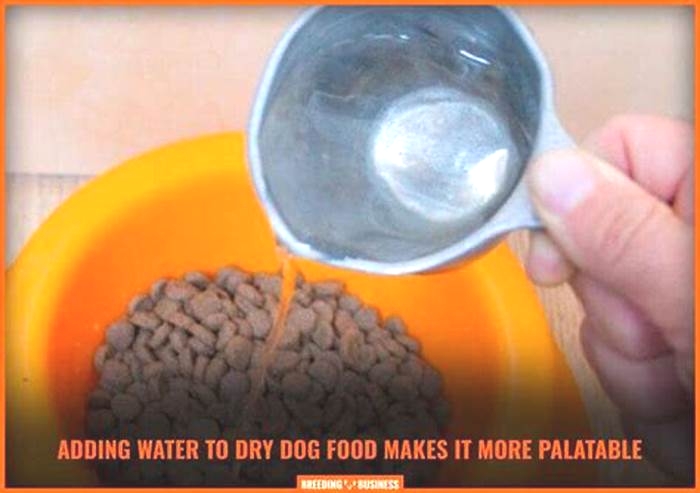 Is it OK to mix dog food with water