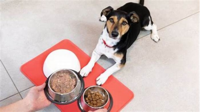 Is it better to feed dogs 2 or 3 times a day?