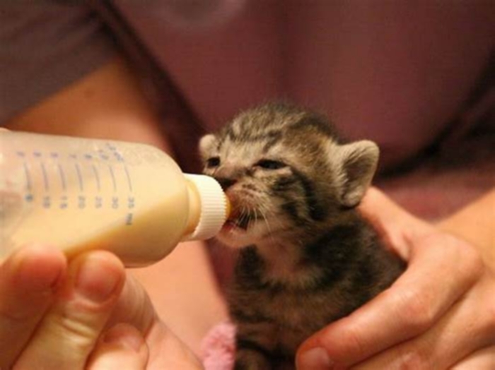 Is it okay to feed kittens dry food only?