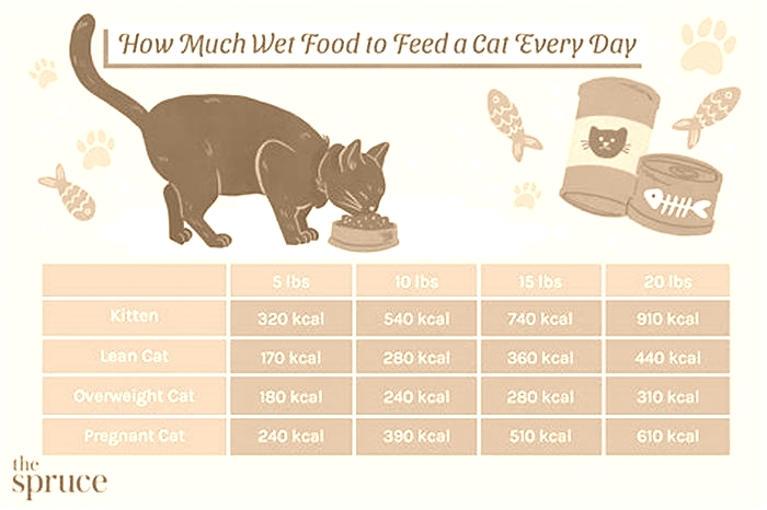 Is it okay to give cats wet food every day?