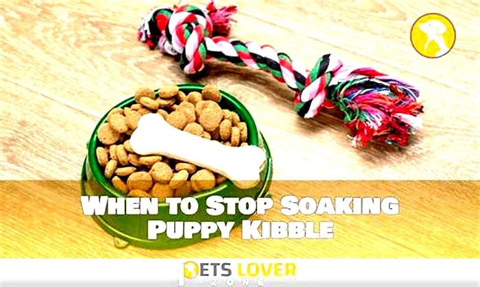 Is it okay to soak kibble overnight