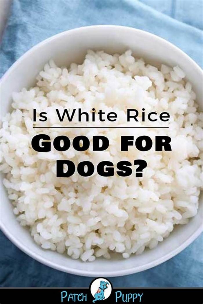 Is rice good for skinny dogs?