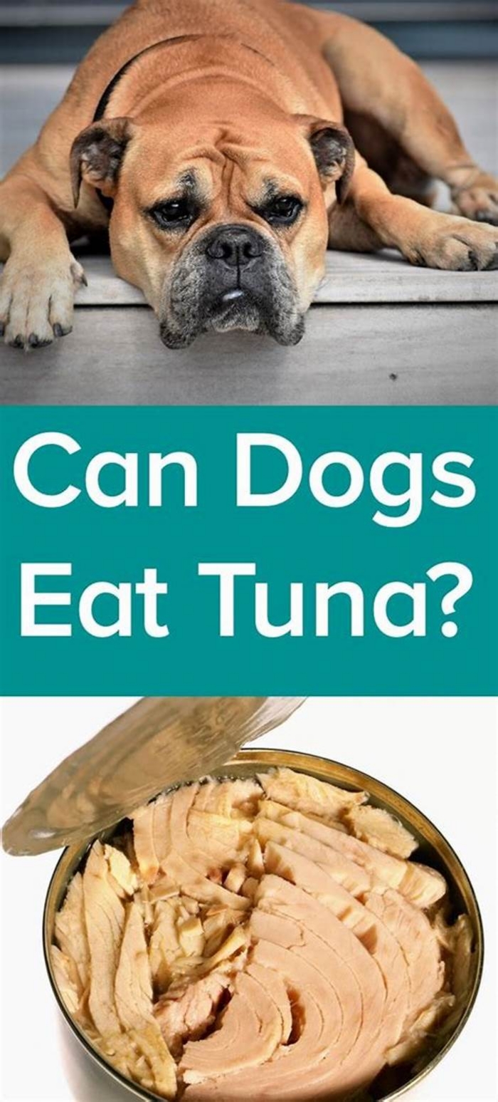 Is tuna good for dogs?