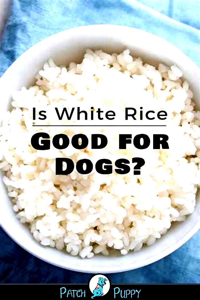 Is white rice good for dogs with kidney failure?