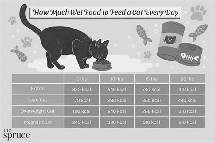 Should I feed my kitten wet food twice a day?