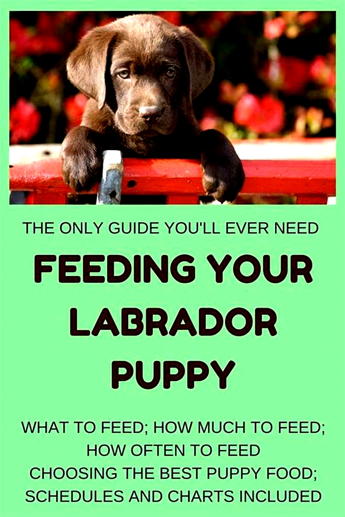 Should I feed my lab puppy 2 or 3 times a day