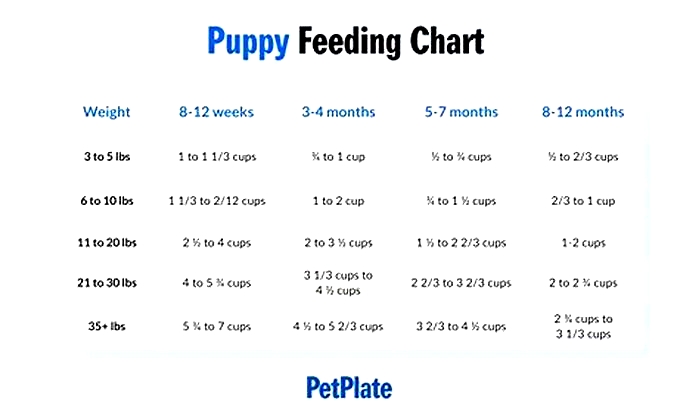 Should I feed my puppy every 2 hours?