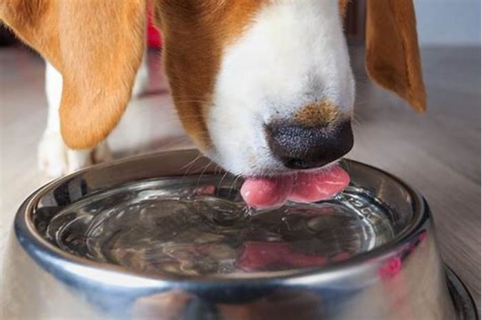 Should I give my dog water and food at the same time?