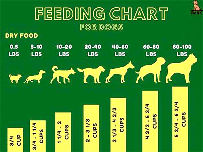 Should I give my dog weight control food?