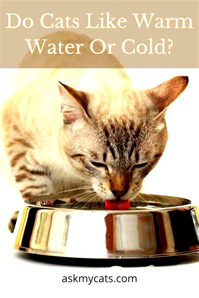 Should I give my kitten warm or cold water?