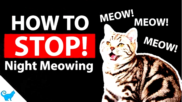 Should I ignore a kitten meowing at night?