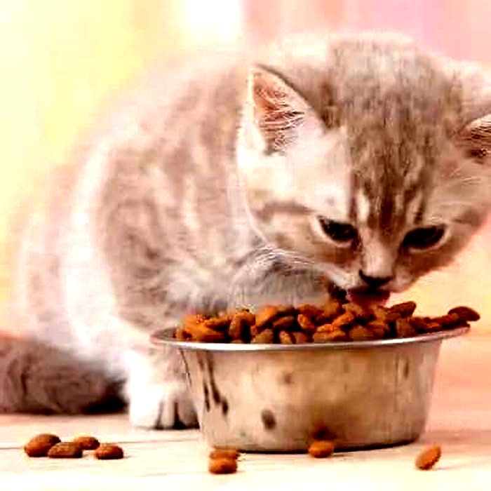 Should I leave dry food out for my kitten overnight?