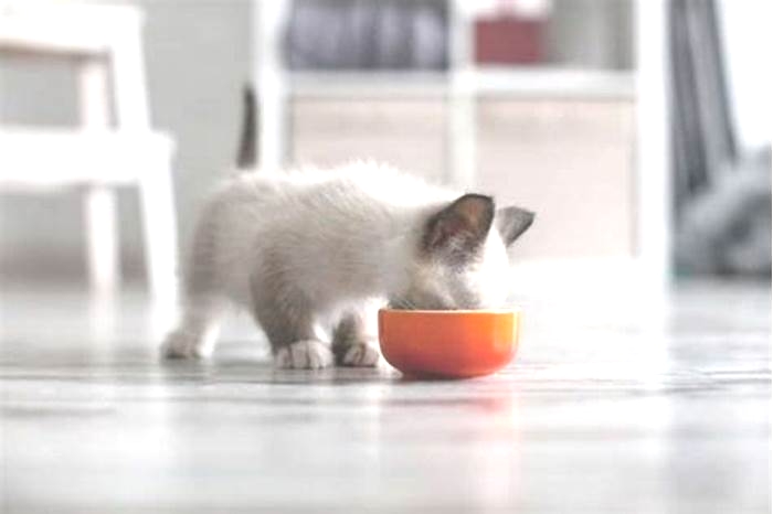 Should I let my kitten eat as much as it wants?